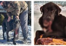 Cruzime fără limite: Câine mutilat de o petardă pusă în gură de niște indivizi neidentificați