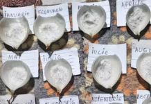 Calendarul foilor de ceapă 2025: O tradiție străveche pentru prognoza vremii