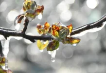 Cum se îngrijesc pomii fructiferi în luna ianuarie: sfaturi esențiale pentru o recoltă bogată