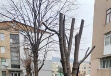 Scandal la Bumbești-Jiu: Tăierea pomilor stârnește revolta localnicilor Bumbești-Jiu, copaci tăiați