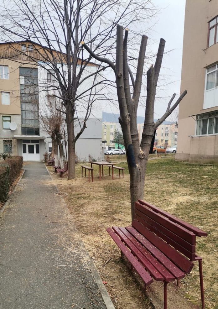 bumbesti jiu Bumbești-Jiu, copaci tăiați