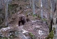 Doi urși surprinși de camerele de supraveghere din Parcul Național Defileul Jiului