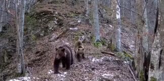 Doi urși surprinși de camerele de supraveghere din Parcul Național Defileul Jiului