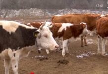 Fermele ecologice, o afacere de succes: Ramona Gavrilescu a pariat pe Bălțata Românească și a câștigat fermele ecologice, bălțata românească, Ramona Gavrilescu