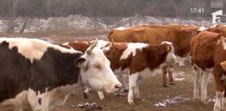 fermele ecologice, bălțata românească, Ramona Gavrilescu