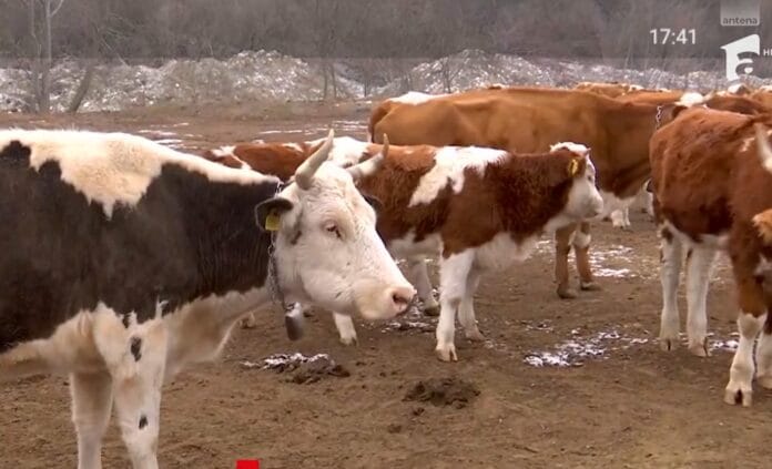 vaci ferma fermele ecologice, bălțata românească, Ramona Gavrilescu
