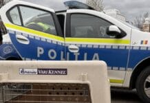 Cățel salvat în ultima clipă după ce a fost lovit de mașină