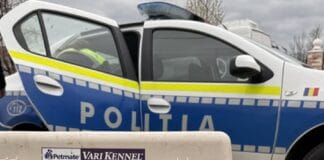 Cățel salvat în ultima clipă după ce a fost lovit de mașină