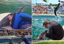 Doliu la Delfinariul Constanța: A murit Chen Chen, un delfin îndrăgit de public Doliu la Delfinariul Constanța