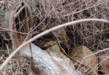 ALERTĂ DE MEDIU: Deversare accidentală de ape uzate tehnologice în Râul Jiu Deversare accidentală de ape uzate tehnologice în Râul Jiu