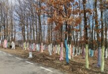 “Pădurea Colorată” – un loc de vis la doar 30 km de Drobeta Turnu Severin! Pădurea colorată