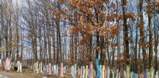 Pădurea colorată