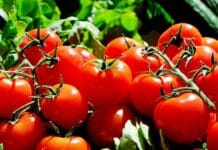 Primele roșii românești din 2025 au ajuns în supermarketuri: prețuri piperate roșii