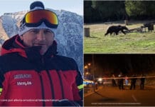 Atac cumplit la Predeal: Șeful Salvamont, sfâșiat de un urs la doar câțiva pași de casă