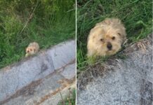 Cățelușă abandonată în sac, lângă gospodăriile din Copăcioasa