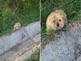 Cățelușă abandonată în sac, lângă gospodăriile din Copăcioasa