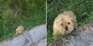 Cățelușă abandonată în sac, lângă gospodăriile din Copăcioasa