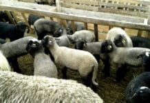 Se pregătește deschiderea unui nou târg de miei pentru Paște în Gorj – Tismana ar putea deveni al doilea punct de vânzare Se pregătește deschiderea unui nou târg de miei pentru Paște în Gorj
