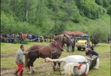 Tragedie la un concurs de tracțiune: un cal de rasă
