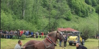 Tragedie la un concurs de tracțiune: un cal de rasă