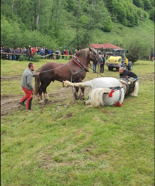 cal Tragedie la un concurs de tracțiune: un cal de rasă