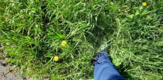 Intimidare cu Poliția Locală în Drăgoeni și Preajba! Primăria Târgu Jiu îi obligă pe cetățeni să tundă iarba