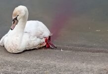 Autoritățile din Târgu-Jiu au lăsat lebedele să moară cu zile