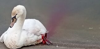 Autoritățile din Târgu-Jiu au lăsat lebedele să moară cu zile