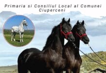 Expoziție de cabaline la Ciuperceni, pe „Dealul Zorzilei” – un eveniment de neratat pentru iubitorii de cai