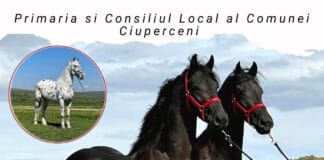 Expoziție de cabaline la Ciuperceni, pe „Dealul Zorzilei” – un eveniment de neratat pentru iubitorii de cai