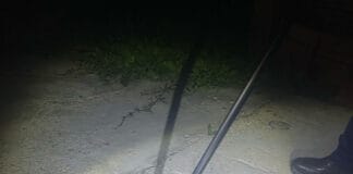 Șarpe de peste 1,5 metri, capturat de jandarmi
