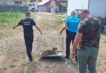 Misiune inedită pentru jandarmii montani din Runcu: un râs a fost capturat din curtea unui localnic un râs a fost capturat din curtea unui localnic