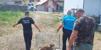 un râs a fost capturat din curtea unui localnic