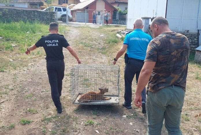 un râs a fost capturat din curtea unui localnic