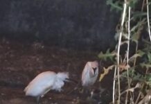 Doi pui de egretă salvați de pe malul Jiului