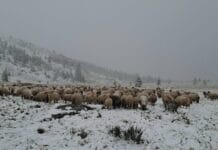 Prima ninsoare zdravănă din octombrie a blocat ciobanii în munți
