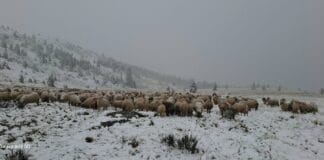 Prima ninsoare zdravănă din octombrie a blocat ciobanii în munți