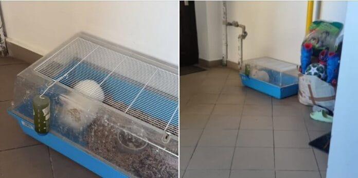 Sesizare de abuz asupra unui iepure în Târgu Cărbunești