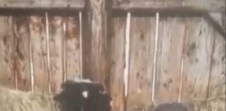 Un bărbat de 30 de ani, FILMAT în timp ce întreținea relații SEXUALE cu animale