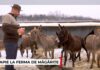 O familie din Gorj a transformat o fostă groapă de gunoi într-o fermă de măgărițe. Laptele ajunge să coste până la 100 de lei litrul