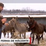 O familie din Gorj a transformat o fostă groapă de gunoi într-o fermă de măgărițe. Laptele ajunge să coste până la 100 de lei litrul
