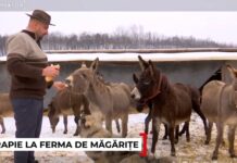 O familie din Gorj a transformat o fostă groapă de gunoi într-o fermă de măgărițe. Laptele ajunge să coste până la 100 de lei litrul
