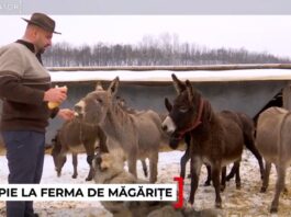 O familie din Gorj a transformat o fostă groapă de gunoi într-o fermă de măgărițe. Laptele ajunge să coste până la 100 de lei litrul
