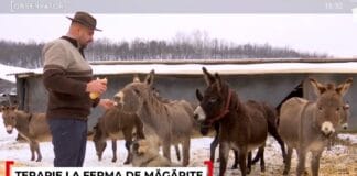 O familie din Gorj a transformat o fostă groapă de gunoi într-o fermă de măgărițe. Laptele ajunge să coste până la 100 de lei litrul O familie din Gorj a transformat o fostă groapă de gunoi într-o fermă de măgărițe. Laptele ajunge să coste până la 100 de lei litrul