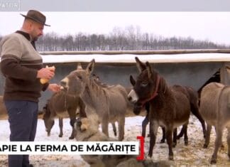 O familie din Gorj a transformat o fostă groapă de gunoi într-o fermă de măgărițe. Laptele ajunge să coste până la 100 de lei litrul