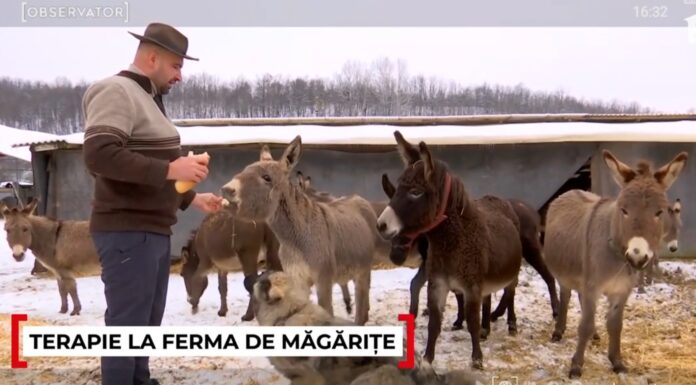 O familie din Gorj a transformat o fostă groapă de gunoi într-o fermă de măgărițe. Laptele ajunge să coste până la 100 de lei litrul