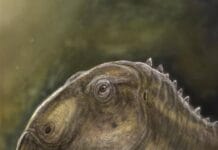 Descoperire spectaculoasă în România: o nouă specie de dinozaur, identificată în Țara Hațegului după 130 de ani de mister Descoperire spectaculoasă în România: o nouă specie de dinozaur, identificată în Țara Hațegului după 130 de ani de mister