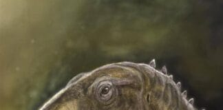 Descoperire spectaculoasă în România: o nouă specie de dinozaur, identificată în Țara Hațegului după 130 de ani de mister