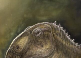 Descoperire spectaculoasă în România: o nouă specie de dinozaur, identificată în Țara Hațegului după 130 de ani de mister