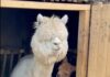 Un pui de alpaca aduce bucurie în Parcul „Nicolae Romanescu” din Craiova